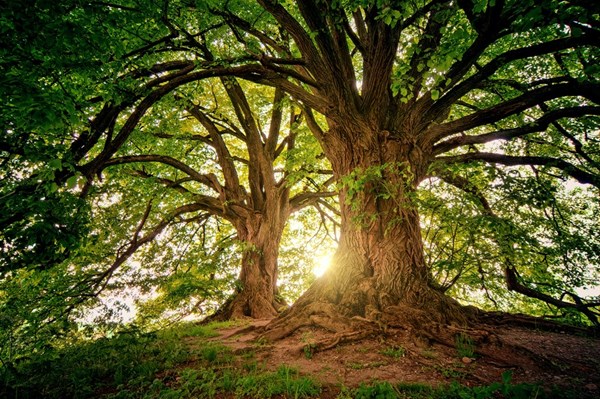 trees with sunlight