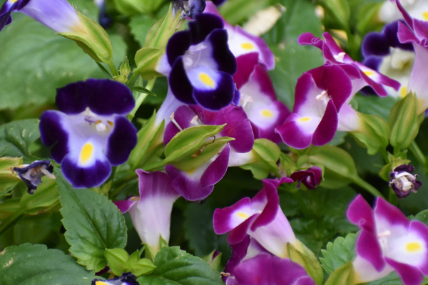 Purple and violet flowers